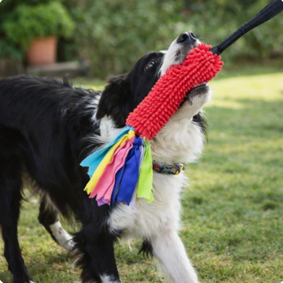 Plush Dental Care Tool for Dogs Interactive Bond