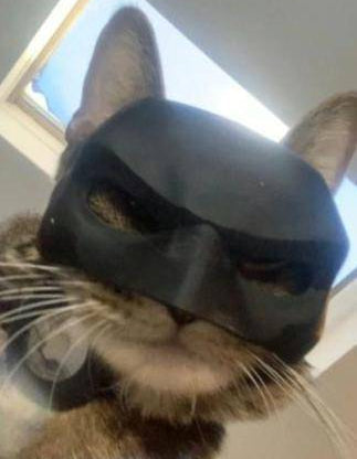 Costume for Cats Introducing Superhero Mask Adorable Premium