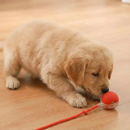 Interactive Ball Toy for Cats & Dogs Rolling