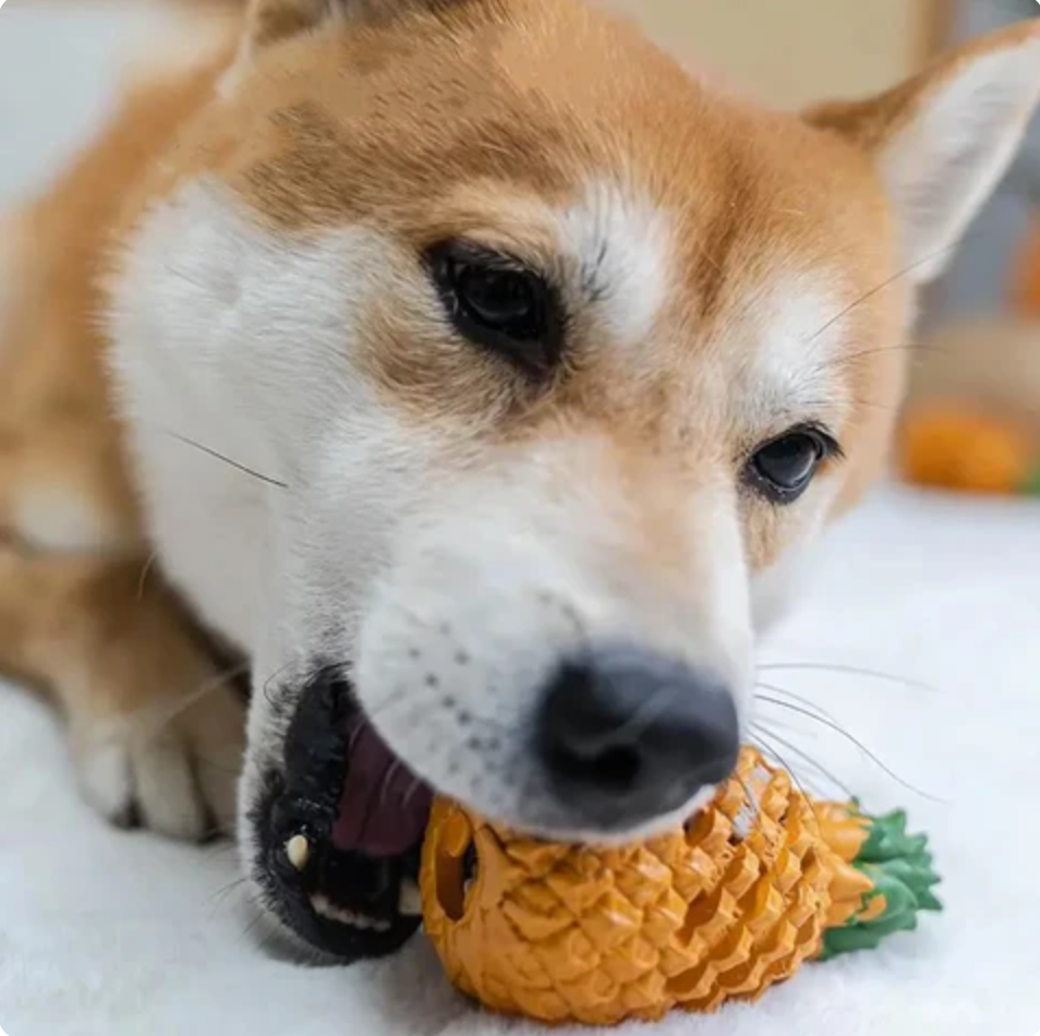 Slow Rubber Dental Care Tool for Dogs Mechanical