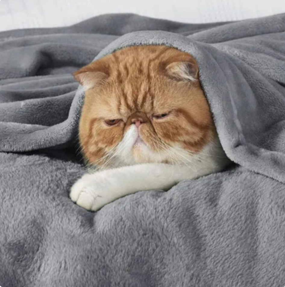 Waterproof Plush Blanket for Cats & Dogs Sherpa