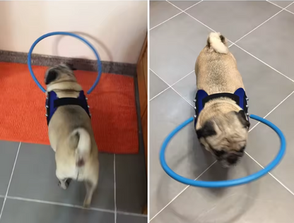 Walking Harness for Dogs Restore Friend Confidence Freedom