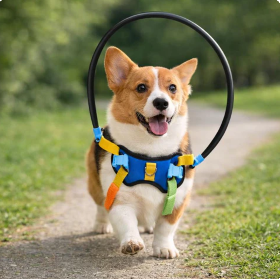 Walking Harness for Dogs Restore Friend Confidence Freedom