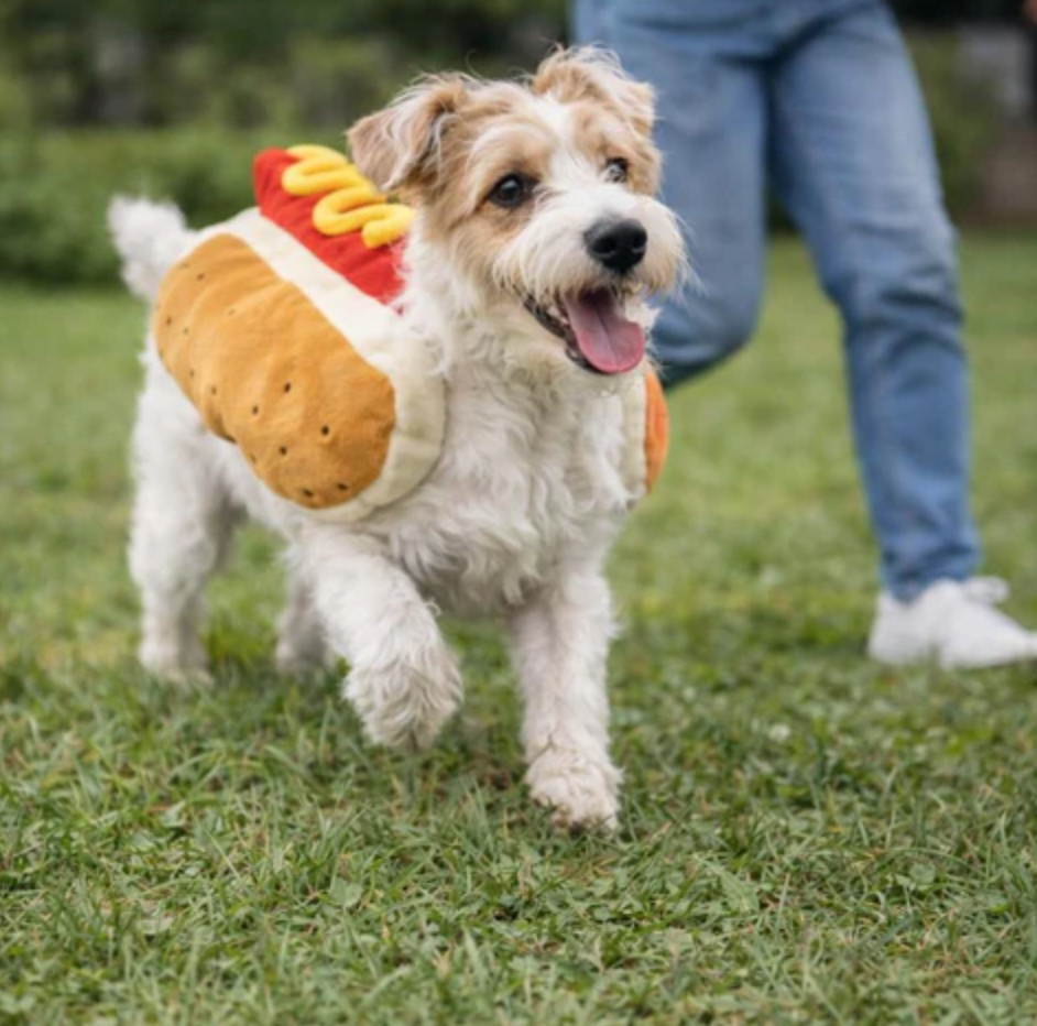 Costume for Dogs Funniest Star Moment Instantly Premium