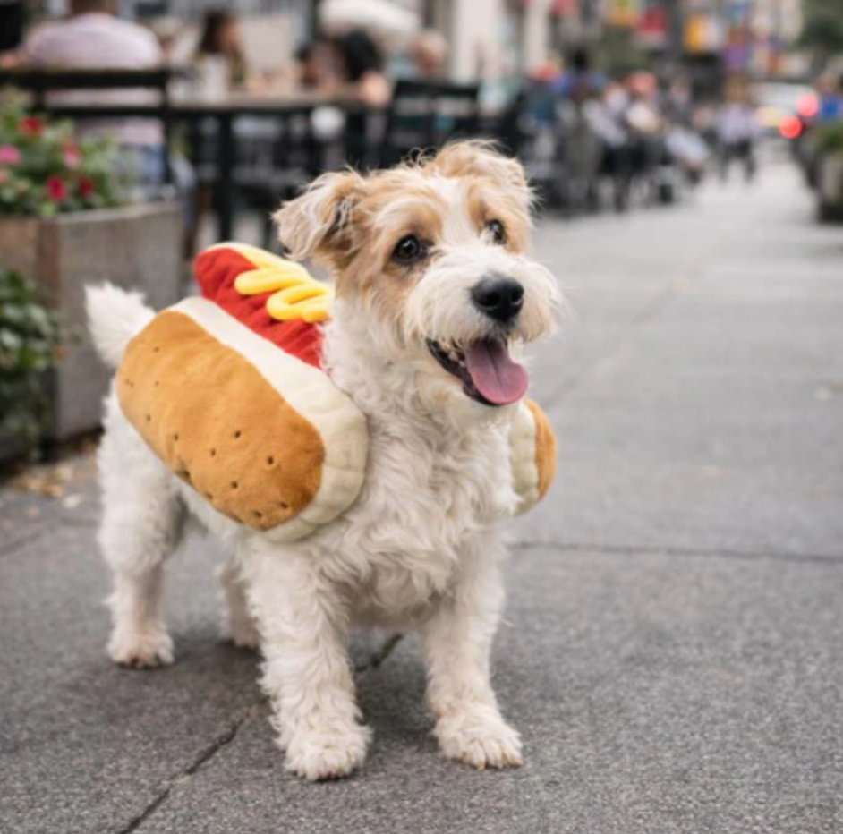 Costume for Dogs Funniest Star Moment Instantly Premium