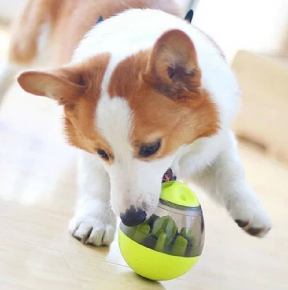 Slow Feeder Bowl for Dogs Play Smarter Snack