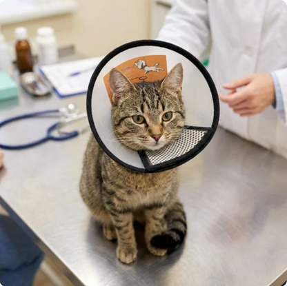 Collar for Cats & Dogs Supports Faster Safer