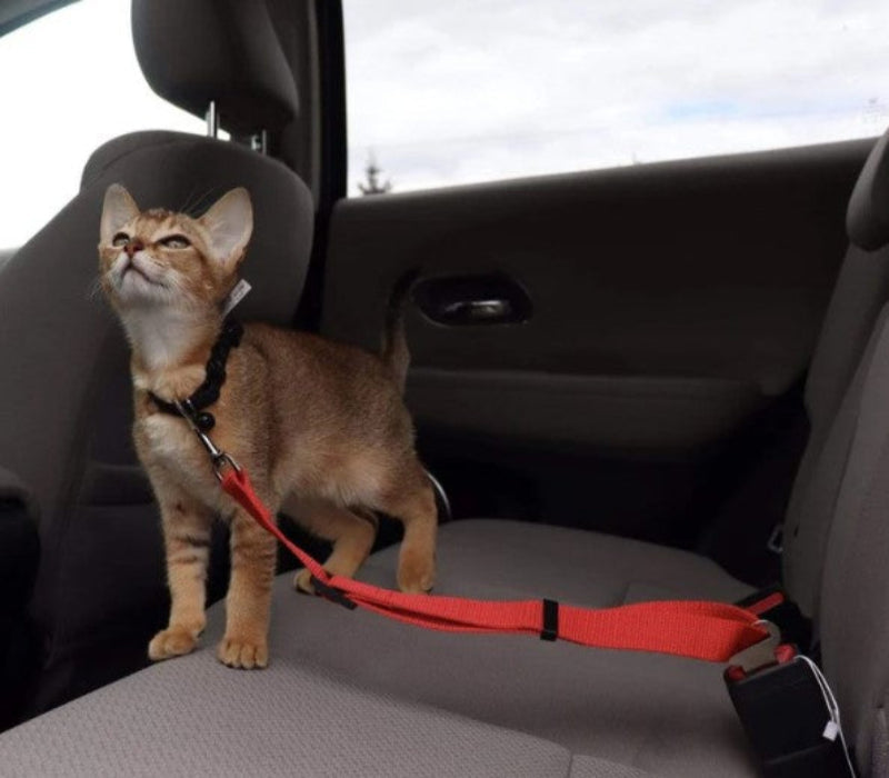 Adjustable Reflective Walking Harness for Cats Taking Road