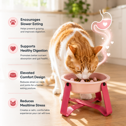 Slow Feeder Bowl for Cats & Dogs Meal