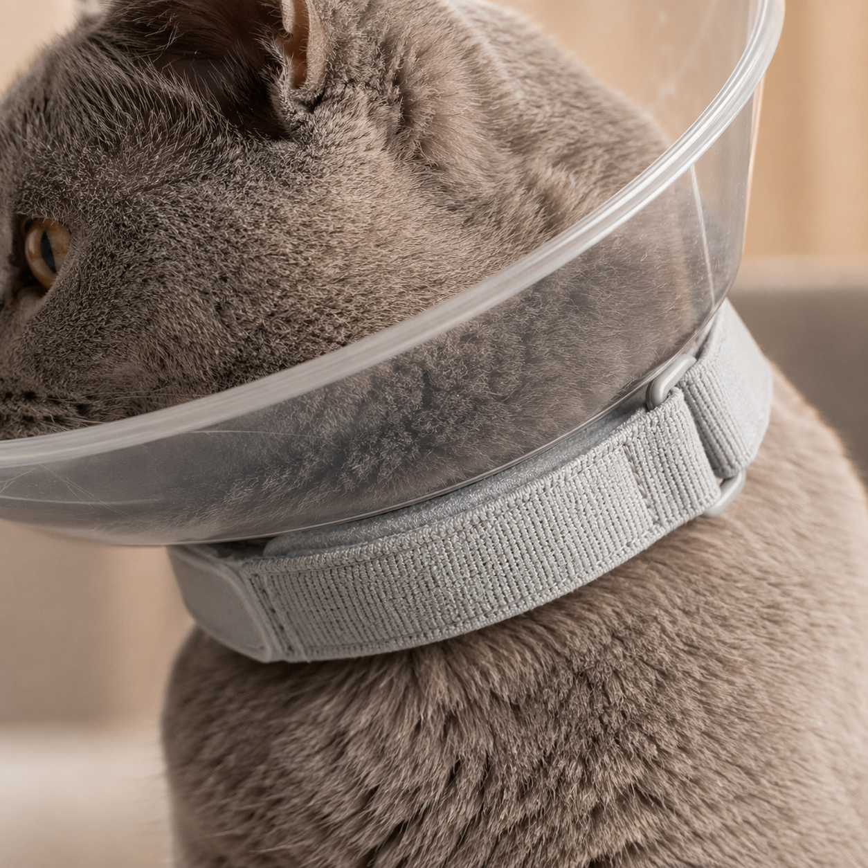 Collar for Cats Support Safer More Recovery Premium