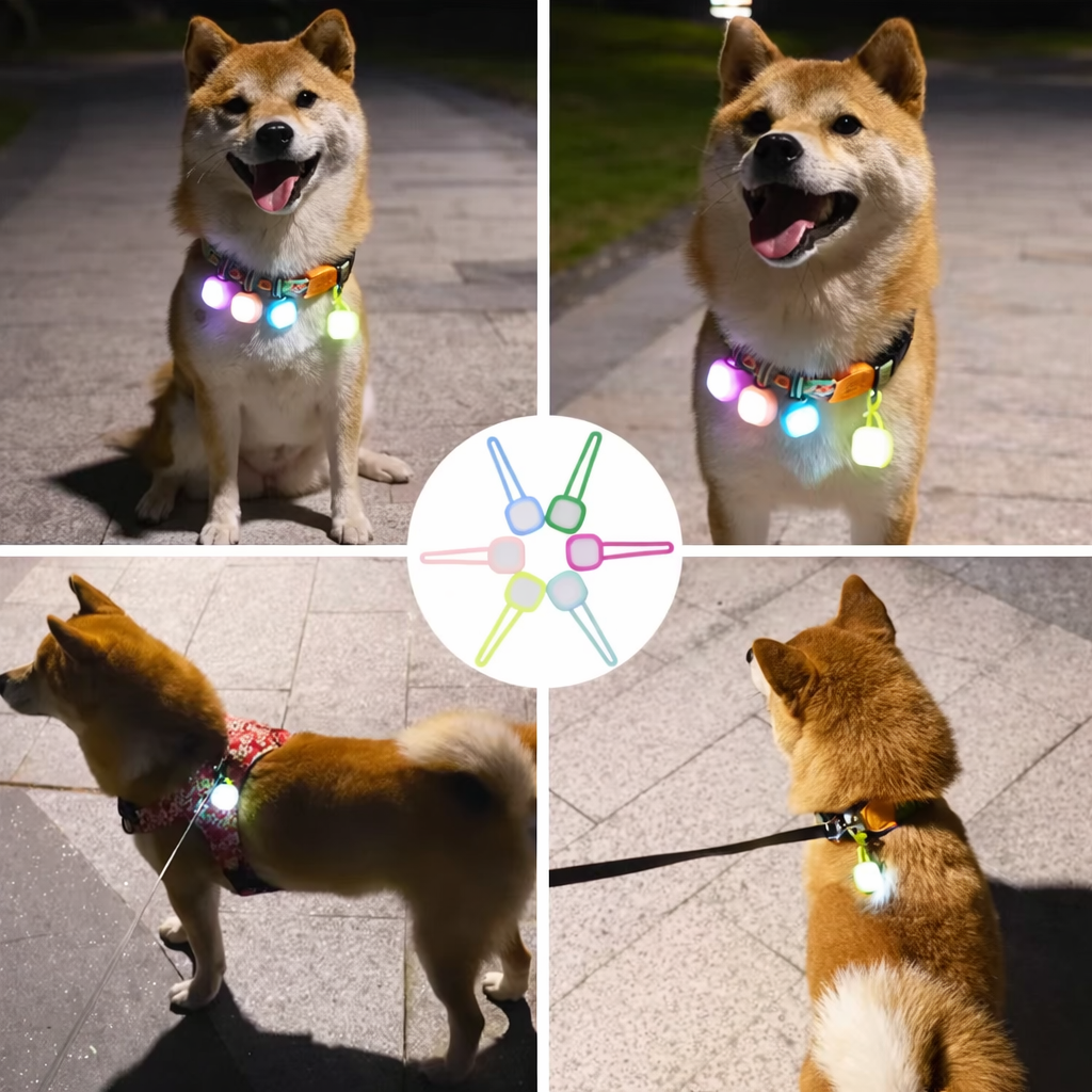Leash for Dogs Never Lose Sight Friend Premium