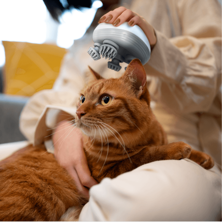 Electric Massager for Cats Introducing Soothing Four Head